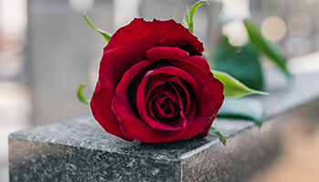 Red rose resting on a stone memorial.